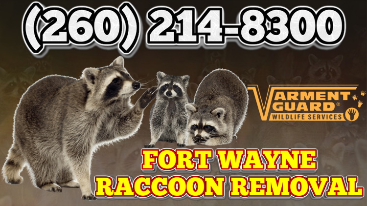 Raccoon Removal Fort Wayne, Indiana - Damage Repair and Raccoon